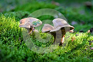 The mushrooms in sunny fall forest