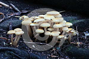 Mushrooms in Tazonga Zoo Sydney