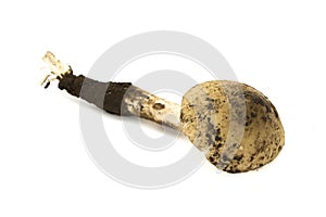 Mushrooms Termitomyces fuliginosus Heim