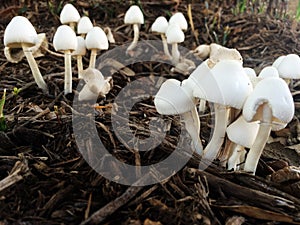 Close-up of Mushrooms in a Texas Field