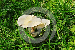 mushrooms photo