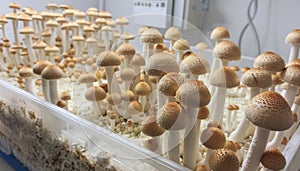 Mushrooms thriving in a plastic container, surrounded by soil
