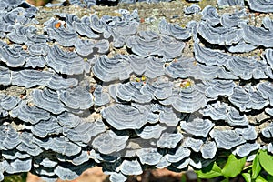 Mushrooms tinder Trametes versicolor