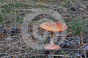 Mushrooms toadstools, fly red mushrooms fungi. red amanita in forest Autumn