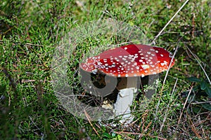 Mushrooms toadstools, fly red mushrooms fungi. red amanita in forest Autumn, orange mushroom, fly agaric in the forest, uneatable