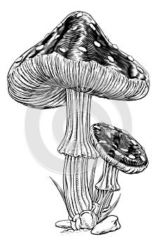 Mushrooms Toadstools Vintage Engraved Woodcut