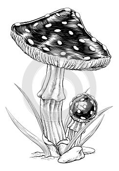 Mushrooms Toadstools Vintage Engraved Woodcut photo