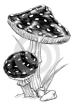 Mushrooms Toadstools Vintage Engraved Woodcut photo