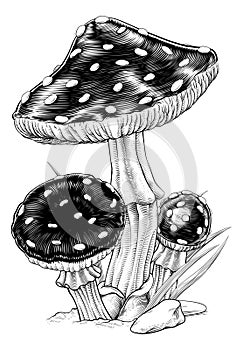 Mushrooms Toadstools Vintage Engraved Woodcut photo