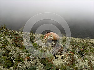 Mushrooms, Tourism,travel, river Lotta, beach, ferry, beach, summer, travel, sky. photo