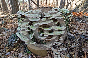 Mushrooms Trametes versicolor on Tree Trunk