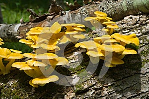 Mushrooms on tree 1