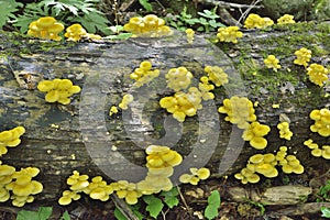 Mushrooms on tree 14