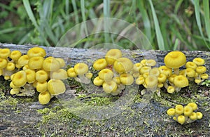 Mushrooms on tree 16