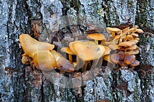 Mushrooms in a tree