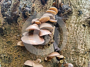 Mushrooms at the tree