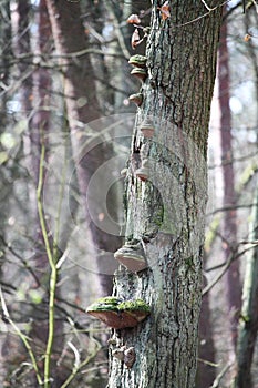 Mushrooms on a tree