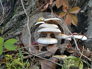 Mushrooms on the tree. Black growths on the bark. Poisonous mushrooms are parasites. Pale toadstools in the forest. Danger