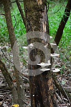 Mushrooms on a Tree in Congaree National Park, South Carolina