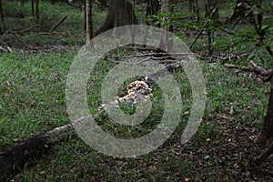 Mushrooms on a Tree in Congaree National Park, South Carolina