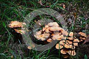 Mushrooms on a Tree in Congaree National Park, South Carolina