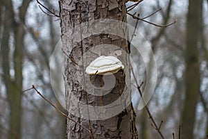 Mushrooms on a tree in a forest with fog