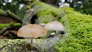 Mushrooms on tree with moss
