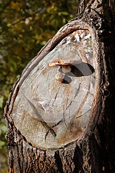 Mushrooms on the tree.