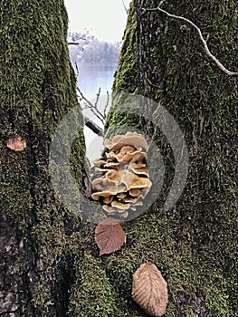 Mushrooms on the tree`s prong.