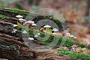 Mushrooms on tree-trunk