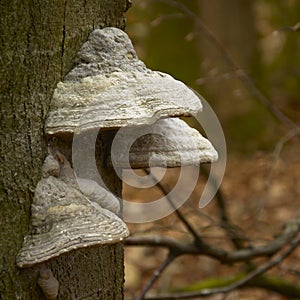 Mushrooms on a tree trunk