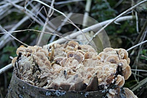 Mushrooms on a tree trunk