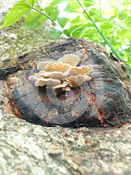 mushrooms on tree xylophages