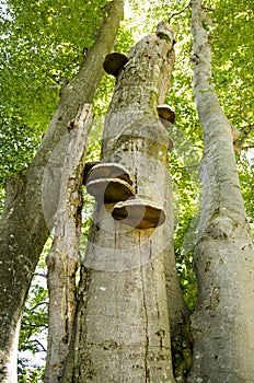 Mushrooms on trees