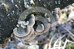 Mushrooms on a treetrunk