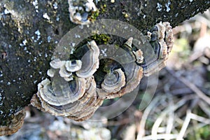 Mushrooms on a treetrunk photo