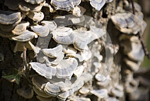 Mushrooms on trunk