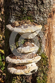 Mushrooms on a trunk at Jacques Cartier National Park. Quebec. Canada.