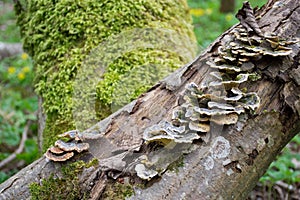 Mushrooms on a trunk in a mossy forest