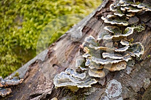 Mushrooms on a trunk in a mossy forest