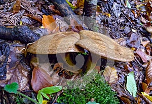 Mushrooms tubular with a brown cap in the forest in Ivano-Frankivsk region