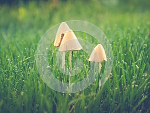 Mushrooms in turf