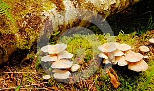 Mushrooms under the log