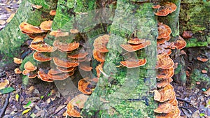 Mushrooms under the tree