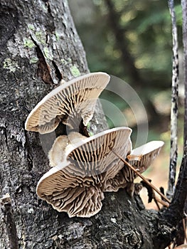 Mushrooms underneath