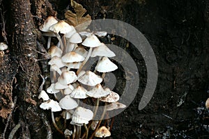 Mushrooms photo