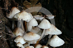 Mushrooms photo