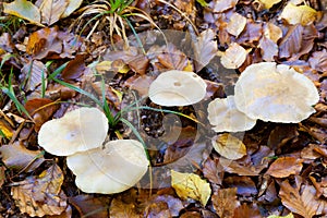 Mushrooms in Urbasa photo