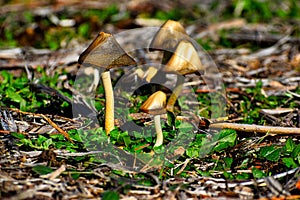 Mushrooms in the Valdebebas Forest Park