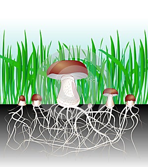 Mushrooms and vegetation. Fungus. Mycelium. Spore